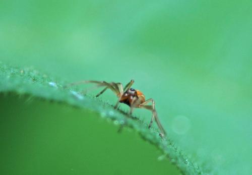 Réf. 267 777 : Pachygnatha clercki